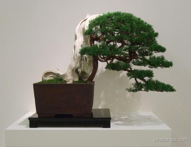 Bonsai, cây cảnh nghệ thuật, cay canh nghe thuat, cây thế, cay the, triển lãm cây cảnh nghệ thuật, trien lam cay canh nghe thuat